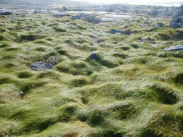 11oct end of the island grass 2.JPG, 62021 bytes, 10/11/2001