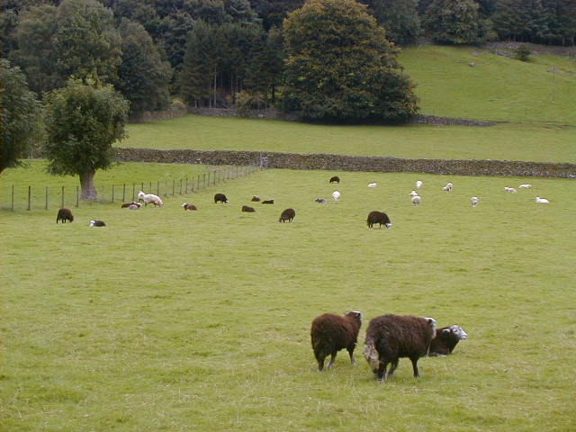 14sept busy black sheep.JPG, 62262 bytes, 9/14/2001