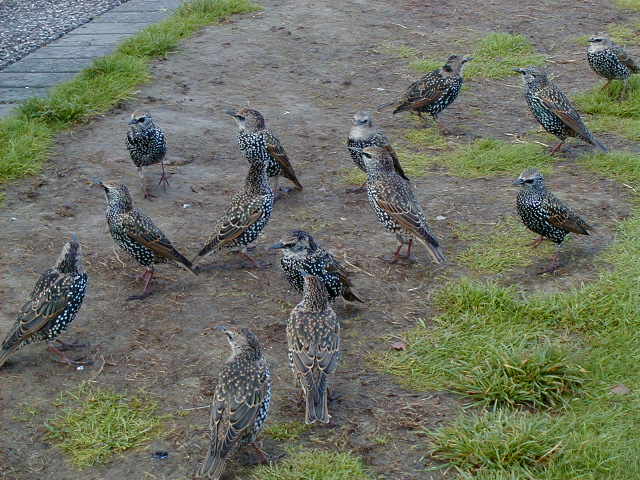29sept stonehenge birds 5.JPG, 63562 bytes, 9/29/2001