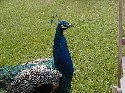 5sept howard peacock.JPG