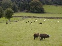 14sept busy black sheep.JPG
