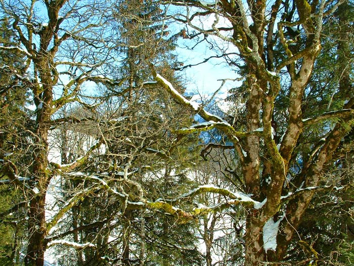 braunwald-mossytrees.jpg, 12/29/2003, 180 kB