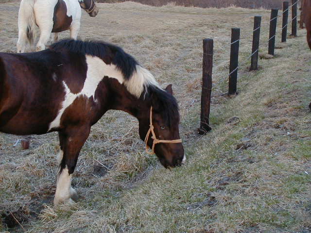 horses in Japan.JPG, 62805 bytes, 1998/01/01