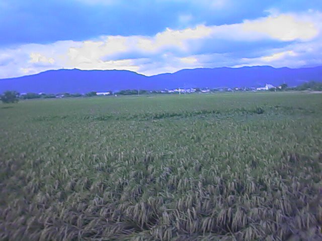 farm country near yamato.jpg, 57328 bytes, 9/25/1999