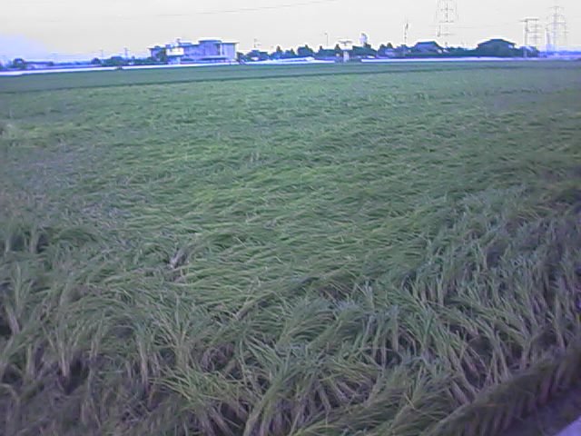 rice after the typhoon.jpg, 61668 bytes, 9/25/1999