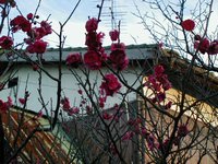 plum blossom 6.JPG