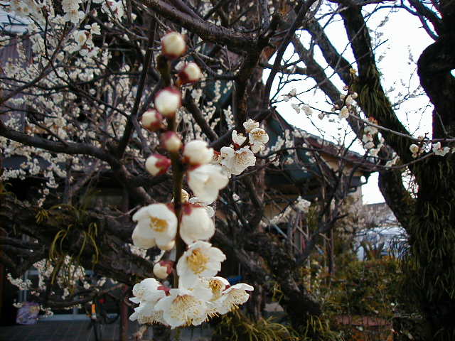 plum blossom 1.JPG, 1/3/2005, 63 kB