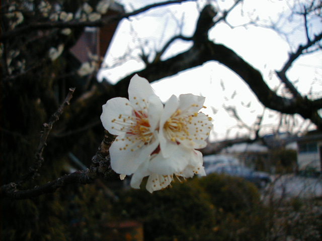 plum blossom 2.JPG, 1/3/2005, 55 kB