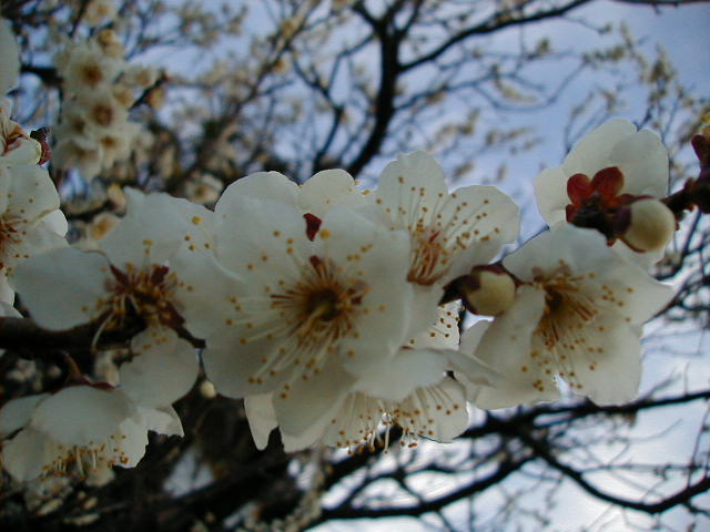 plum blossom 3.JPG, 1/3/2005, 56 kB