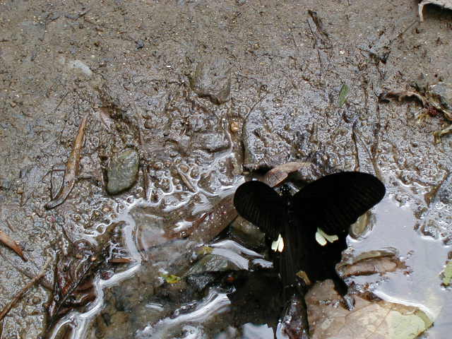 tg - butterfly on water 2.JPG, 1/3/2005, 63 kB