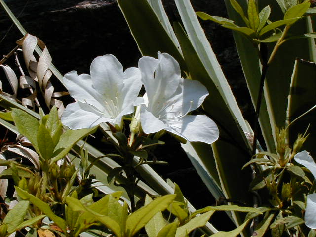 white flowers.JPG, 1/3/2005, 60 kB