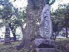 k-really old tree with stone.jpg