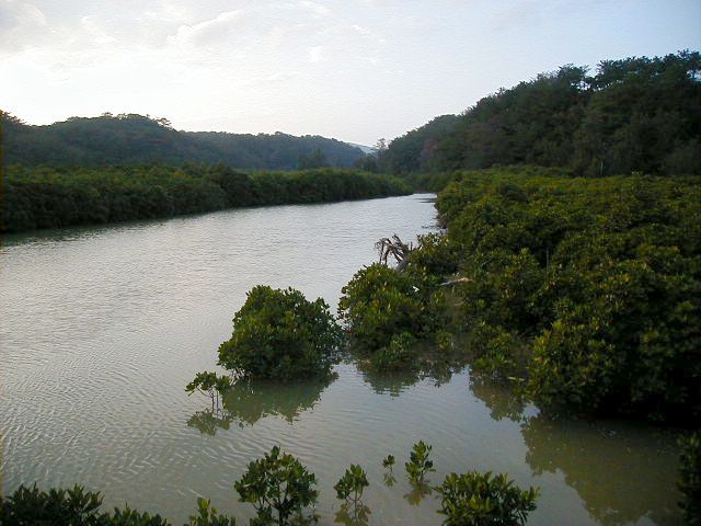 mangrove.jpg, 58279 bytes, 11/27/2000
