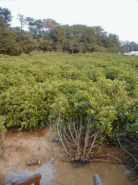 mangrove3.jpg, 82860 bytes, 11/27/2000