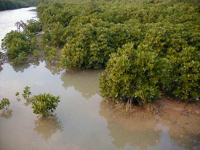 mangrove4.jpg, 63860 bytes, 11/24/2000