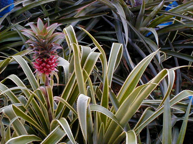 pineapple.jpg, 64077 bytes, 11/25/2000