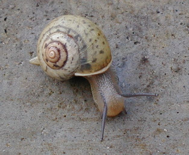 snail.jpg, 68612 bytes, 11/27/2000