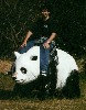 me on a giant panda on sakurajima.jpg
