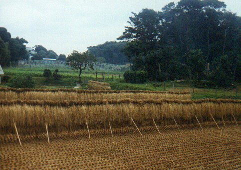 rice drying on iki island.jpg, 52328 bytes, 10/27/1999
