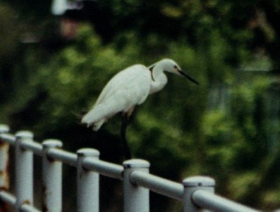 saga bird 2 - shira (white) sagi.jpg, 22027 bytes, 1999/08/31
