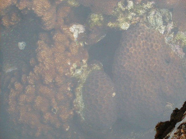 coral2.jpg, 63101 bytes, 2000/05/28