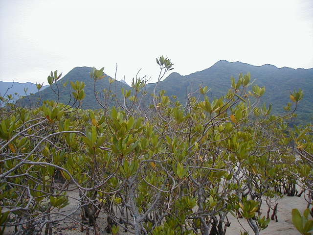 mangrove.jpg, 62853 bytes, 2000/05/28