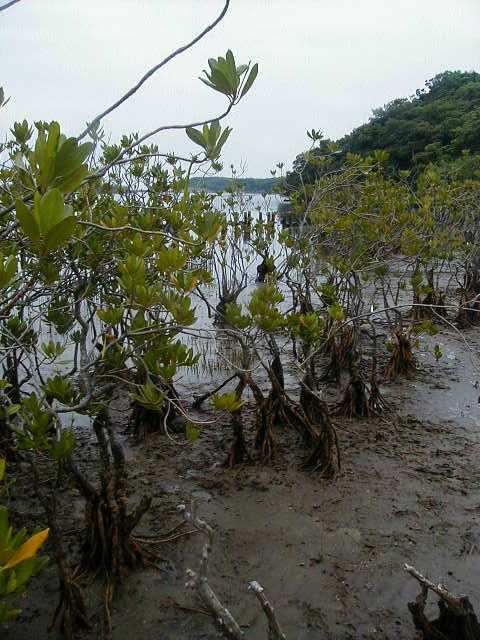 mangrove2.jpg, 51387 bytes, 2001/06/11
