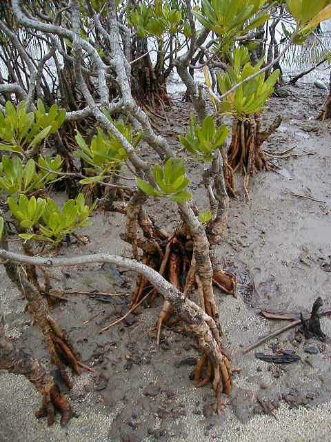 mangrove3.jpg, 63968 bytes, 2001/06/11