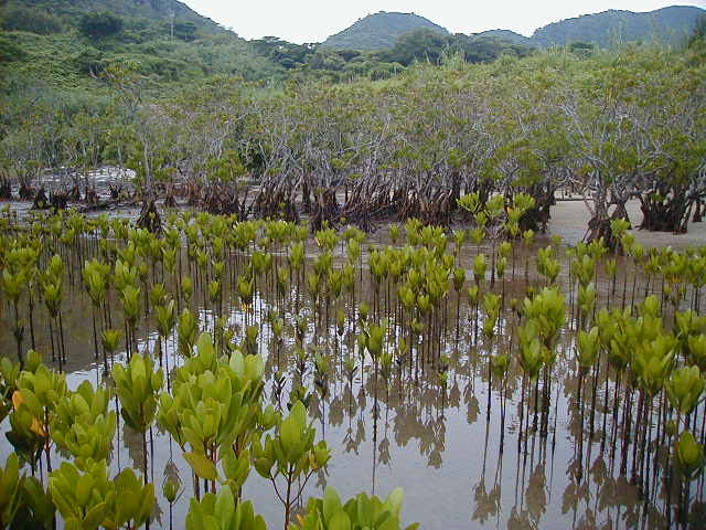 mangrovefieldbig.jpg, 63720 bytes, 2000/05/28