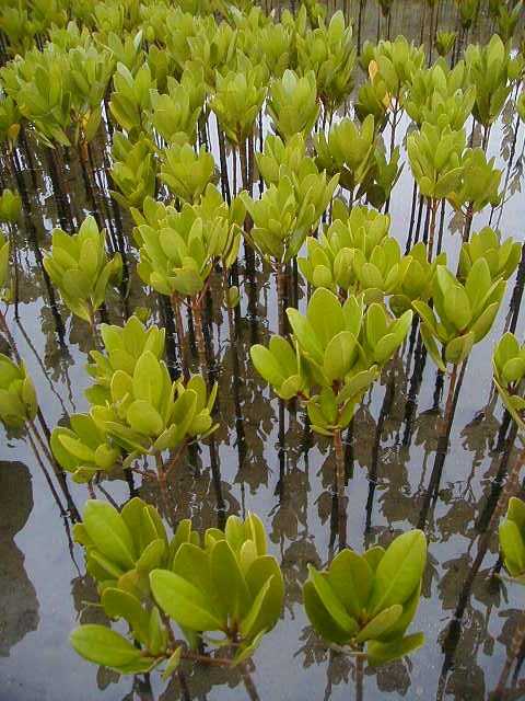 mangroveseedlings2.jpg, 52606 bytes, 2001/06/11