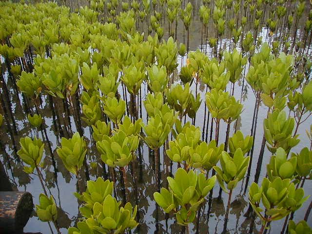 mangroveseedlings3.jpg, 63833 bytes, 2000/05/28