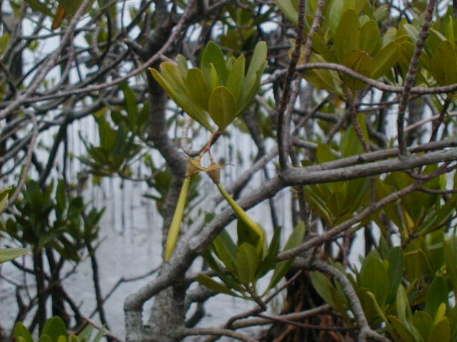 mangroveseeds.jpg, 59188 bytes, 2000/05/28