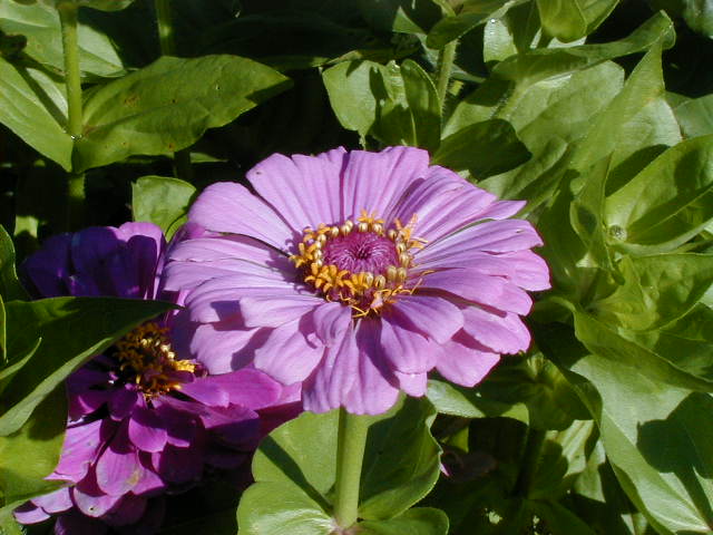flower2.jpg, 59009 bytes, 2001/07/26
