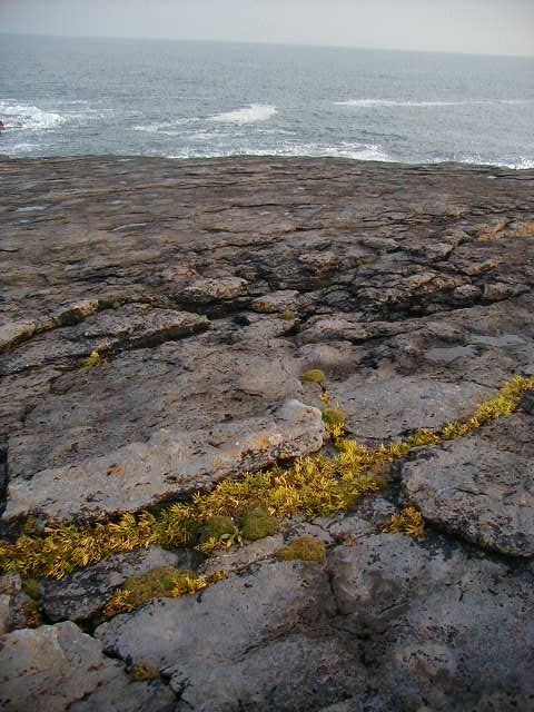 oct13 lighthouse plants 2.JPG, 62902 bytes, 10/13/2001