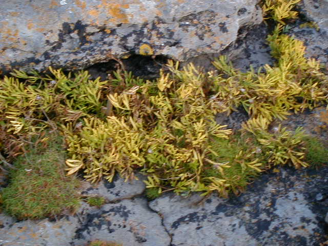 oct13 lighthouse plants.JPG, 64720 bytes, 10/13/2001
