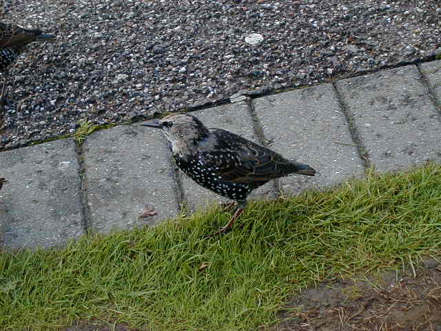 29sept stonehenge birds 1.JPG, 61625 bytes, 9/29/2001