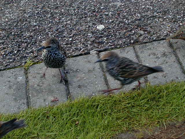 29sept stonehenge birds 2.JPG, 61761 bytes, 9/29/2001