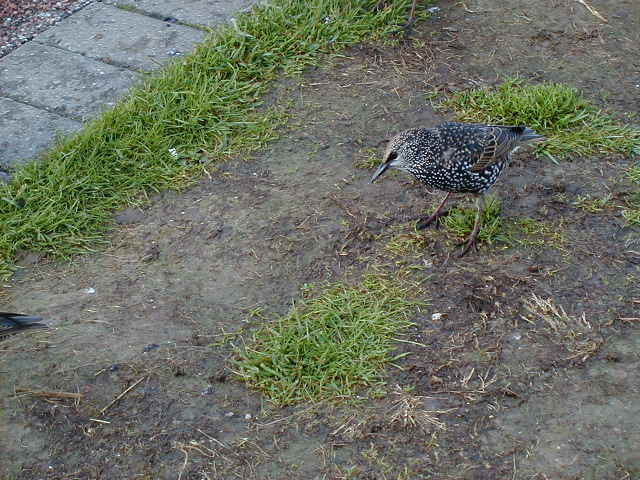29sept stonehenge birds 3.JPG, 63576 bytes, 9/29/2001