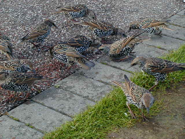 29sept stonehenge birds 4.JPG, 63224 bytes, 9/29/2001