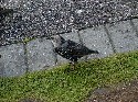 29sept stonehenge birds 1.JPG