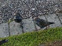 29sept stonehenge birds 2.JPG