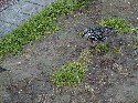 29sept stonehenge birds 3.JPG