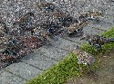 29sept stonehenge birds 4.JPG