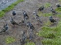 29sept stonehenge birds 5.JPG
