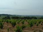 wine1.jpg