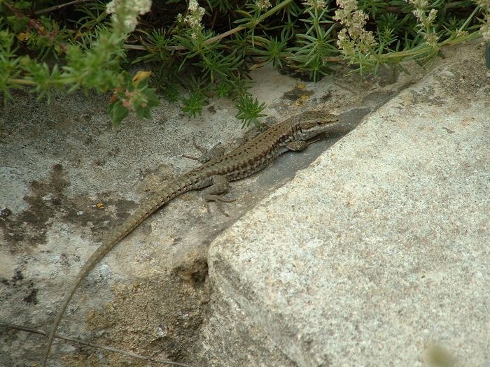 fortlizard.jpg, 6/1/2004, 119 kB