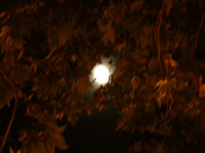 moon.jpg, 6/1/2004, 48 kB