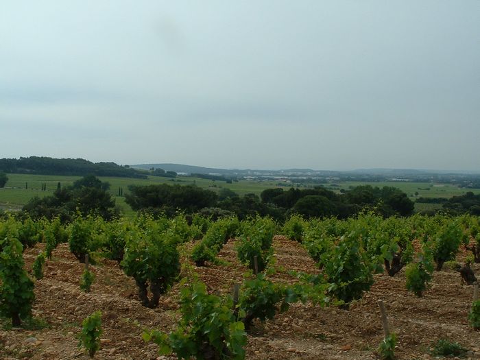 wine1.jpg, 6/1/2004, 73 kB