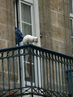 n_crazycat.jpg
