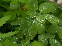 o_garden (10).JPG